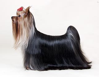 TYRONE DE LA PAM'POMMERAIE — Labaza DogPedigree YorkshireTerrier